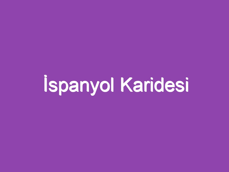 İspanyol Karidesi